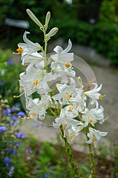 Glorious Lilium candidum, Madonna Lily a plant in the genus Lilium