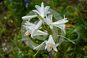 Glorious Lilium candidum, Madonna Lily a plant in the genus Lilium