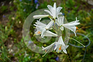 Glorious Lilium candidum, Madonna Lily a plant in the genus Lilium