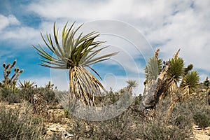 Glorious Mojave Yucca Natural Kokopelli