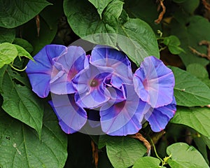 Glorious morning glory blooming in the morning