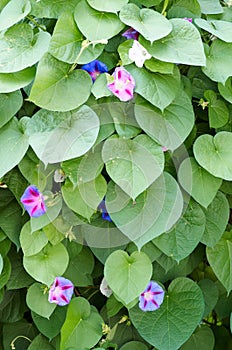 Glorious morning glory blooming in the morning.Beautiful violet