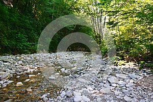 Glorious mountain creek among southern forests