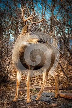 A Glorious Mule Buck Deer Pauses for a Pose in the Forest