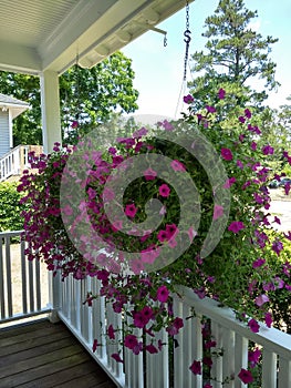 Glorious petunias in hanging baskets