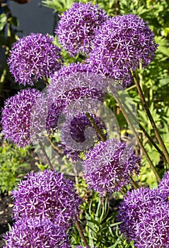 Glorious purple Alliums in full bloom