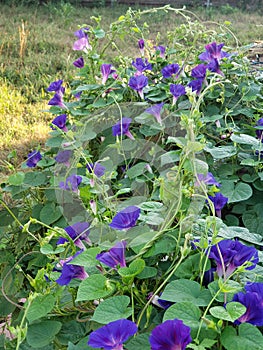 Glorious Purple Morning Glories