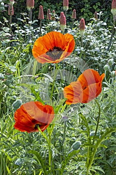Glorious red poppies on garden background