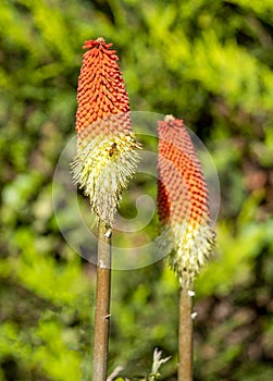 Glorious Redhot Poker with a Bee