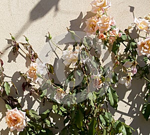 Glorious romantic beautiful pale salmon pink fully blown roses blooming in autumn.