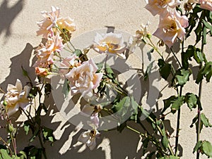 Glorious romantic beautiful pale salmon pink fully blown roses blooming in autumn.