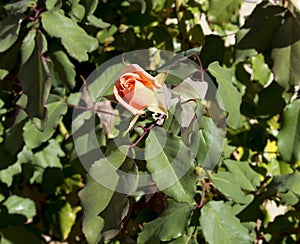 Glorious romantic beautiful pale salmon pink fully blown roses blooming in autumn.