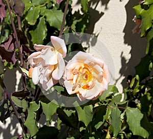 Glorious romantic beautiful pale salmon pink fully blown roses blooming in autumn.