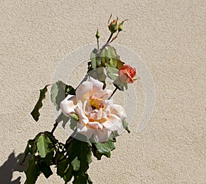 Glorious romantic beautiful pale salmon pink fully blown roses blooming in autumn.