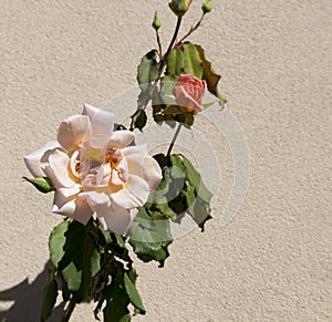 Glorious romantic beautiful pale salmon pink fully blown roses blooming in autumn.