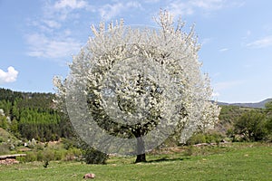 Glorious spring tree