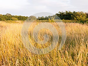 A glorious sun basked set of grass reeds in a meadow