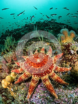 Sunstars on a Scottish Reef, Cape Wrath, Scotland photo