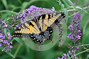 Glorious Tiger Swallowtail butterfly feeds eagerly on a purple butterfly bush bloom