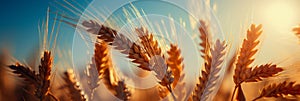 Glorious view of golden wheat ears swaying in sunlit agricultural field background