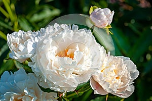 Glorious white peonies in garden.