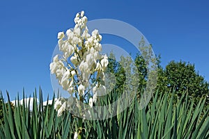 The glorious yucca blooms against the blue sky.