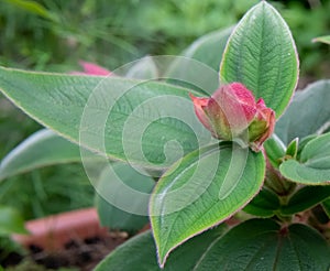 Princess-flower, Tibouchina urvilleana, budding