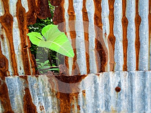 Glory leaf and galvanized steel fence rust and corrosion