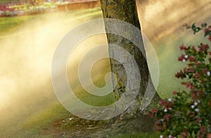 Glory light at forest