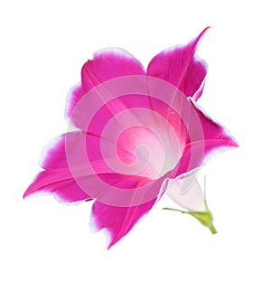 Glory morning flower