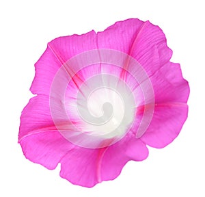 Glory morning flower