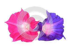 Glory morning flower