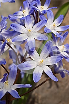 Closeup of the Glory of the Snow Flowers in Spring