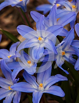 Glory of the Snow Chionodoxa Flowers