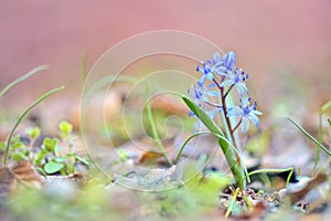 Glory-of-the-snow (Chionodoxa luciliae)