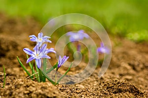 Glory-of-the-snow (chionodoxa luciliae).