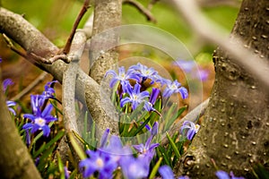 Glory-of-the-snow (Chionodoxa luciliae)