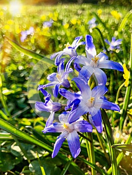 Glory of snow flowers