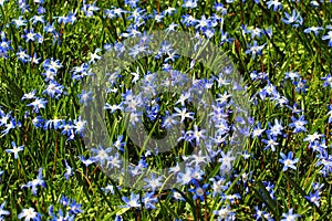 Glory of the snow, or Scilla luciliae flowers in springtime