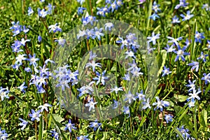 Glory of the snow, or Scilla luciliae flowers in springtime