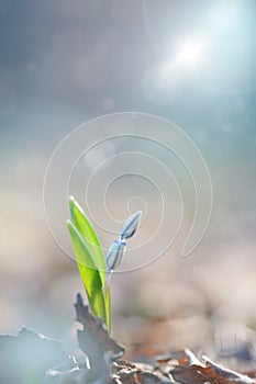 Glory-of-the-snow, Scilla luciliae, growing in early spring