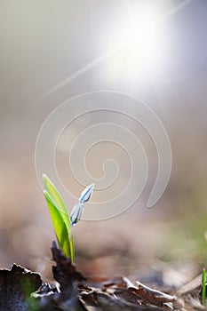 Glory-of-the-snow, Scilla luciliae, growing in early spring