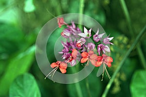 Glorybower or bagflower, flower widely used in gardening