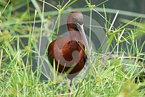 Gloss Ibis