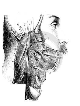 Glosso pharyngeal, pneumogastric, spinal and large hypoglossal of neck in the old book D`Anatomie Chirurgicale, by B. Anger, 1869