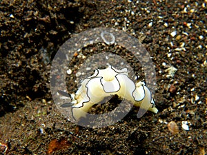 Glossodoris atromarginata nudibranch photo