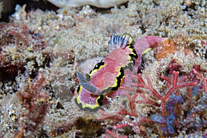 Glossodoris bonwanga nudibranch - red speckled sea slug