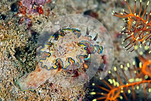 Glossodoris cincta nudibranch crawling on the coral