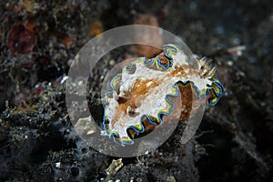 Glossodoris cincta Nudibranch - Lembeh Strait Indonesia photo