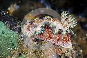 Glossodoris cincta nudibranchLembeh Strait, Indonesia